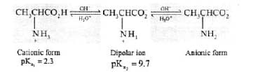Amino Acids & Their Classification | Chemistry Class 12 - NEET